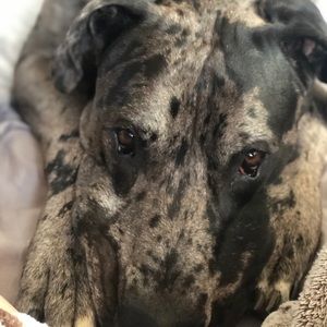 Meet your Posher, Leanne david